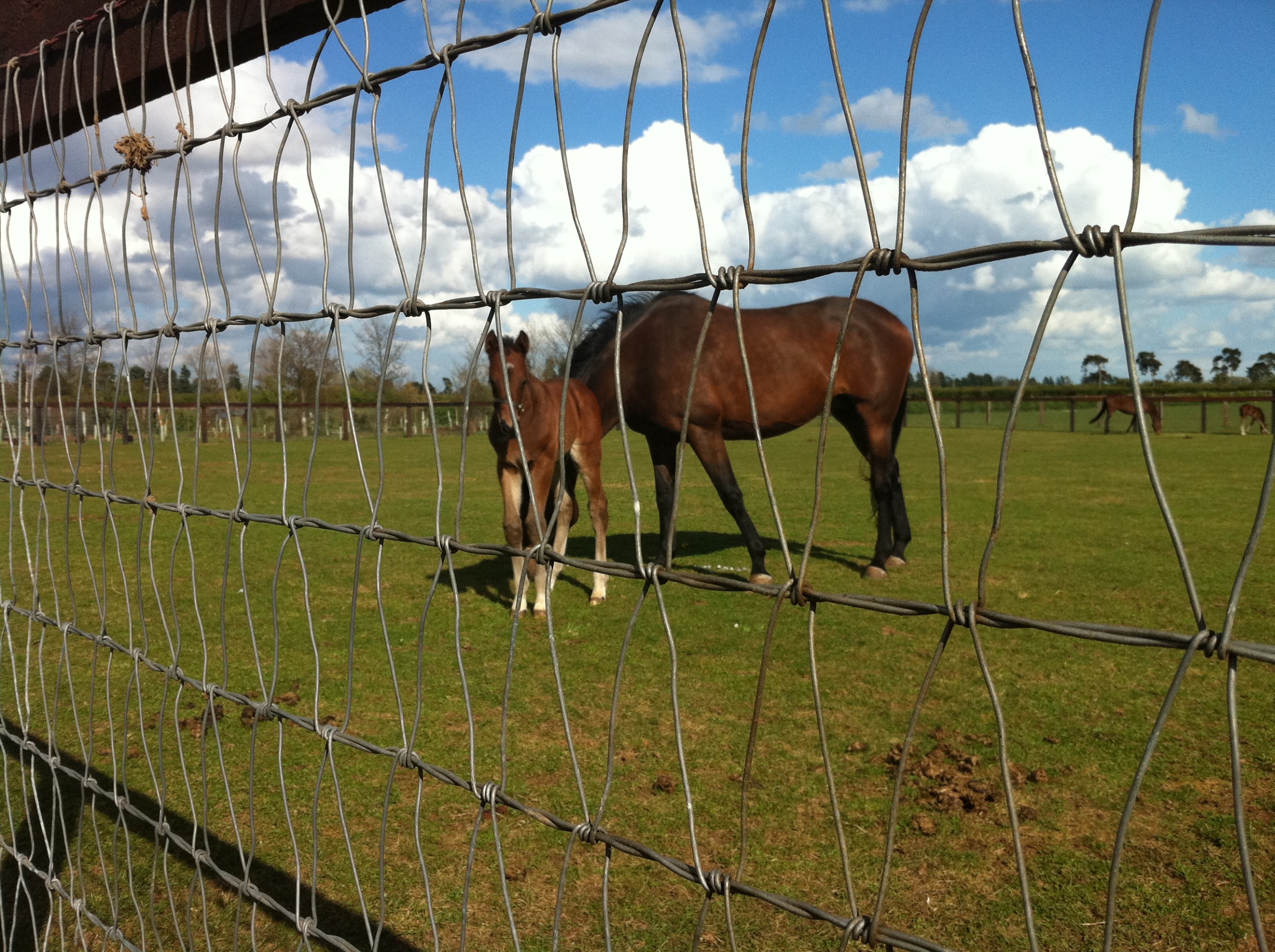 Keepsafe Fencing 3 